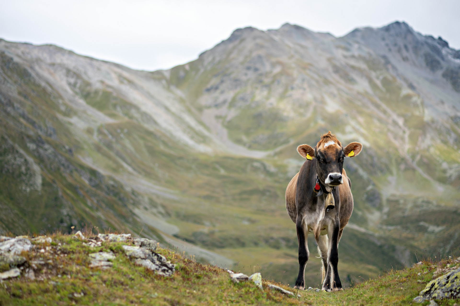 Rindvieh Gloria am Gipfel des Monterodes